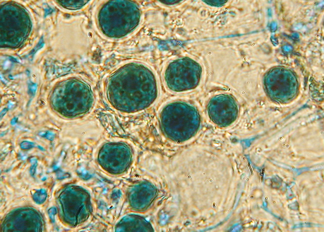 Ramalina sp.? - No,  Evernia prunastri